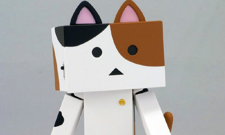猫咪阿楞「三花种」卖萌现身