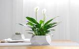 办公室白掌开花寓意 白掌在办公室摆放位置须知