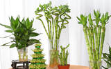 办公室富贵竹养几根才最旺财 富贵竹办公室摆放风水