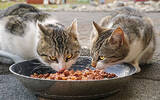 猫零食狗可以吃吗 狗零食能给猫吃么